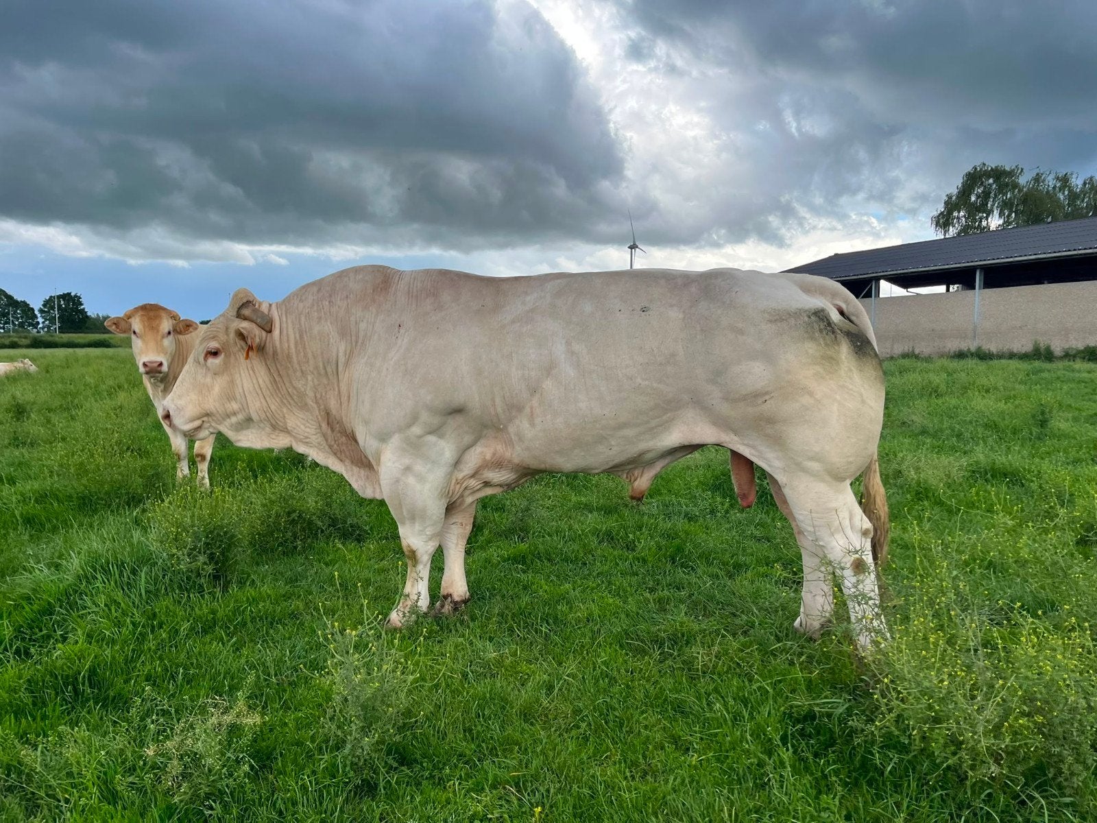 Dekstier, Dieren en Toebehoren