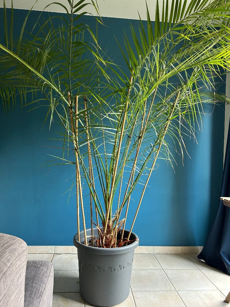 Palmier dattier des Canaries, En pot, Enlèvement, 200 cm ou plus, Palmier