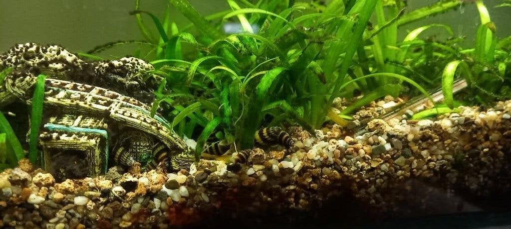 helena slakken, Dieren en Toebehoren, Vissen | Aquariumvissen, Zoetwatervis