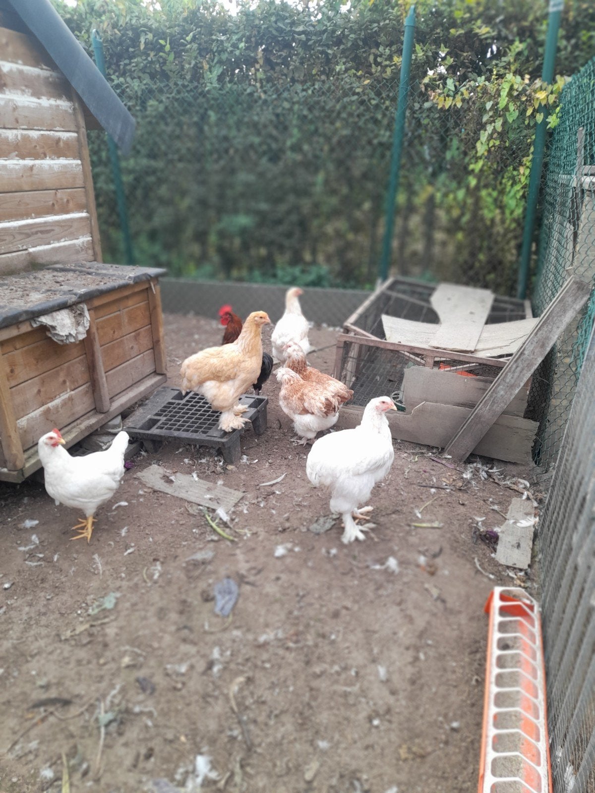 2 jonge Brahma hennen ( 2 zussen)