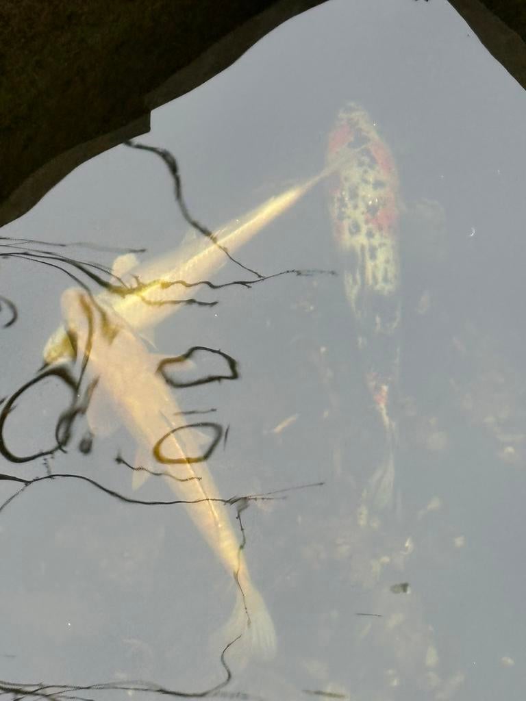 Koi, Dieren en Toebehoren, Vissen | Vijvervissen