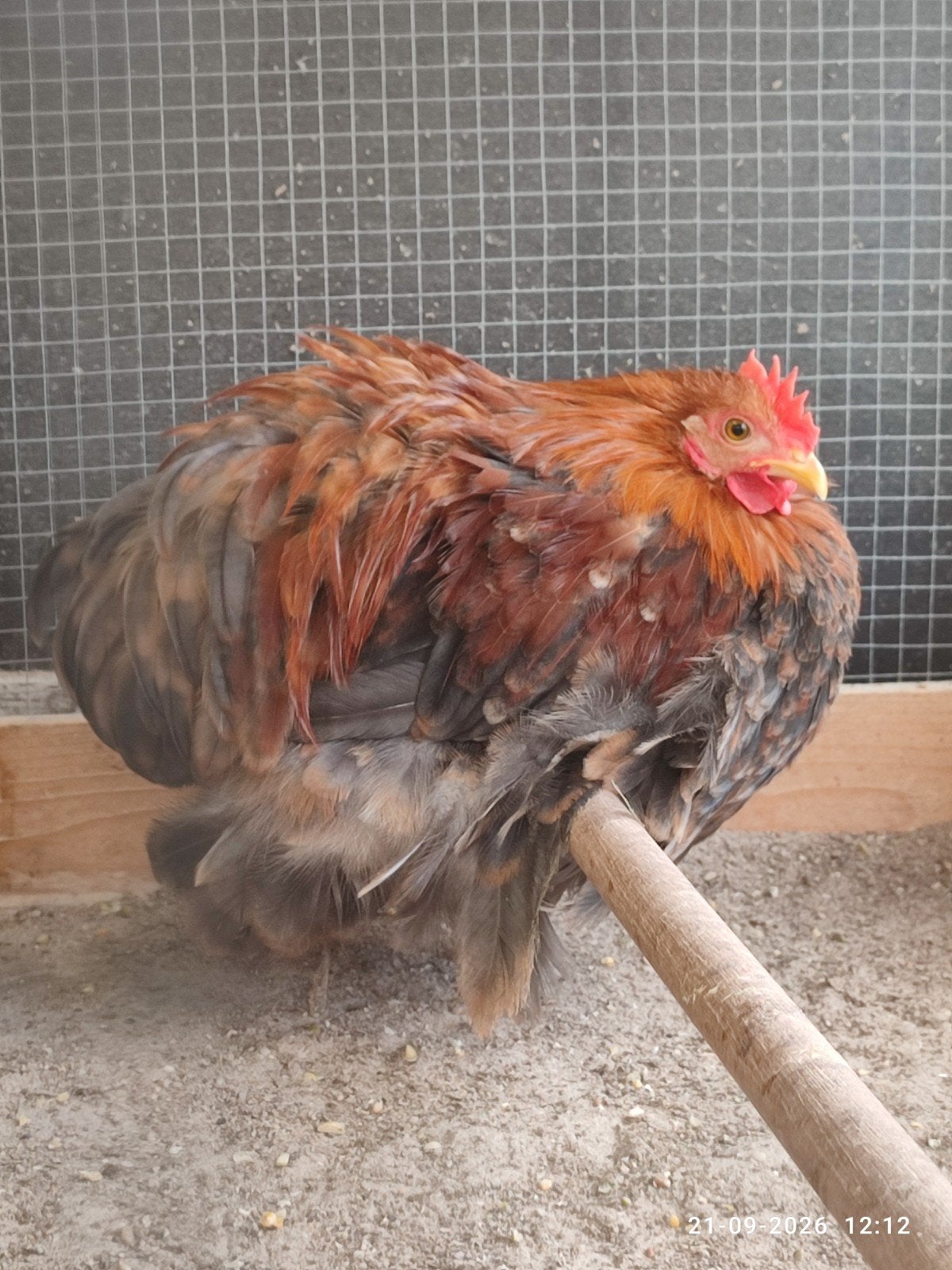cochin kriel, Mannelijk, Overige soorten