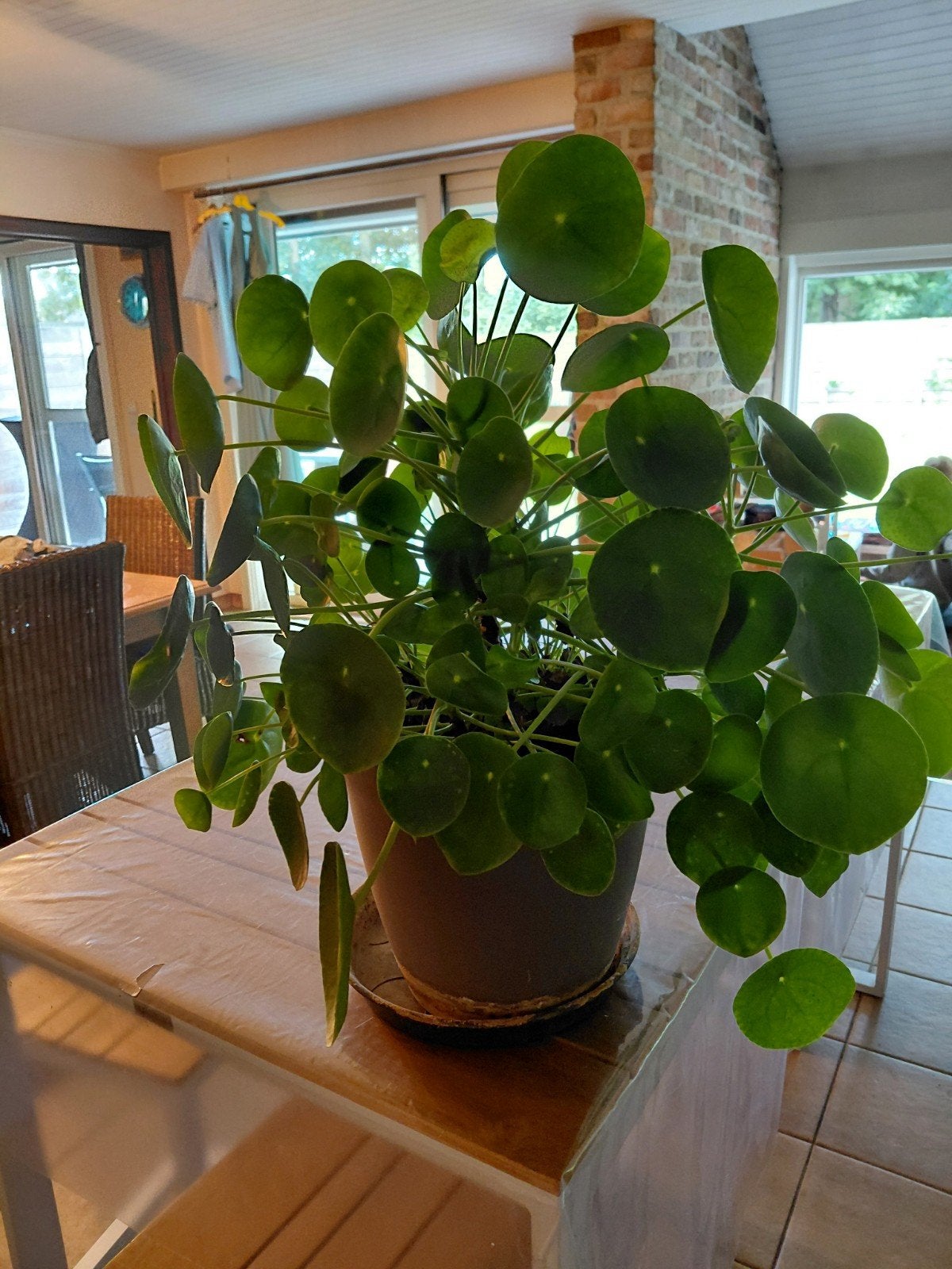Grote pannenkoekenplant, Pilea peperomioides moneymaker, Ophalen of Verzenden