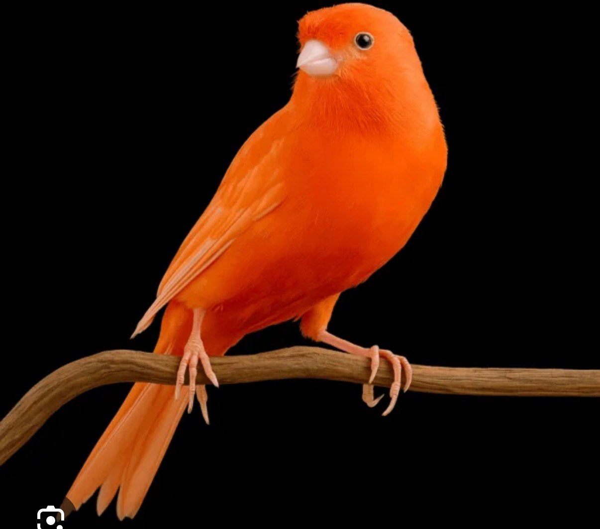 Gezocht jonge rode kanaries 2026 of portugese harlekijn, Plusieurs animaux, Canari de couleur