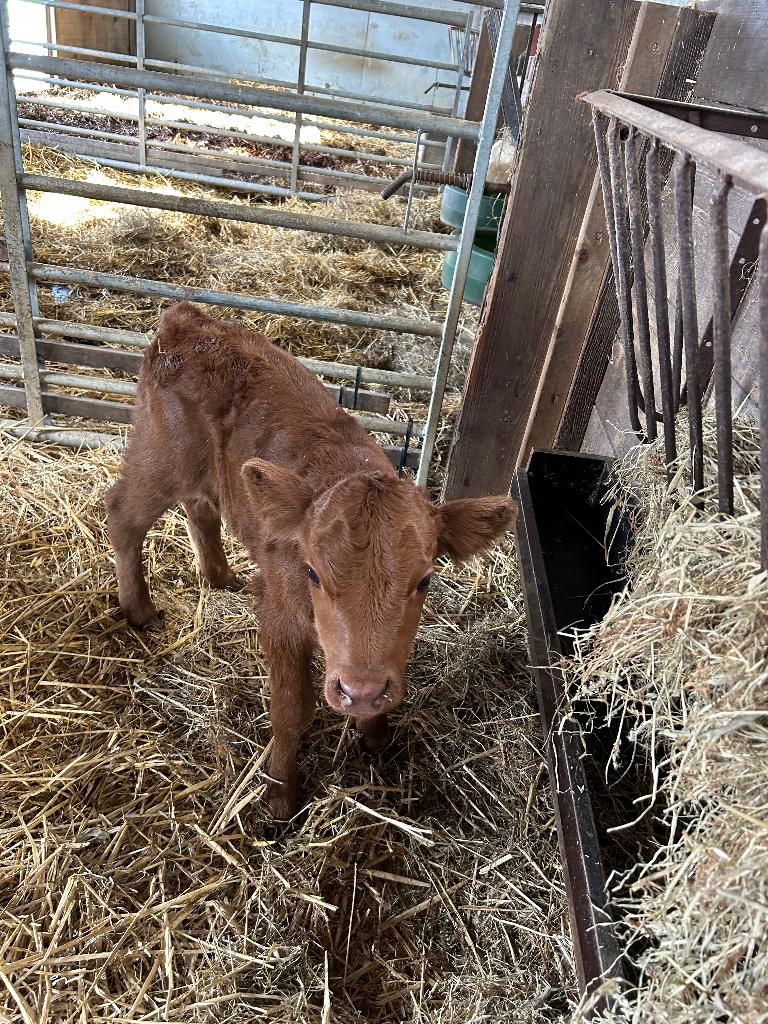 Dexter stiertje en vaarsje te koop, Mâle, 0 à 2 ans