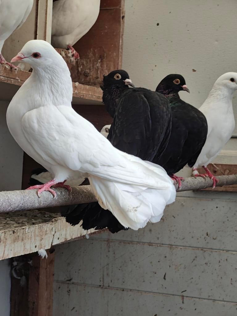 Sierduiven te koop, Dieren en Toebehoren, Vogels | Duiven, Geslacht onbekend