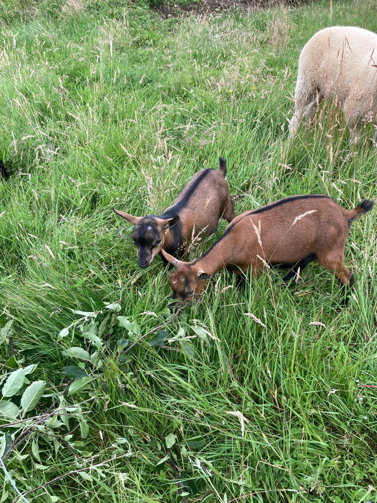 Chèvres naines, Plusieurs animaux