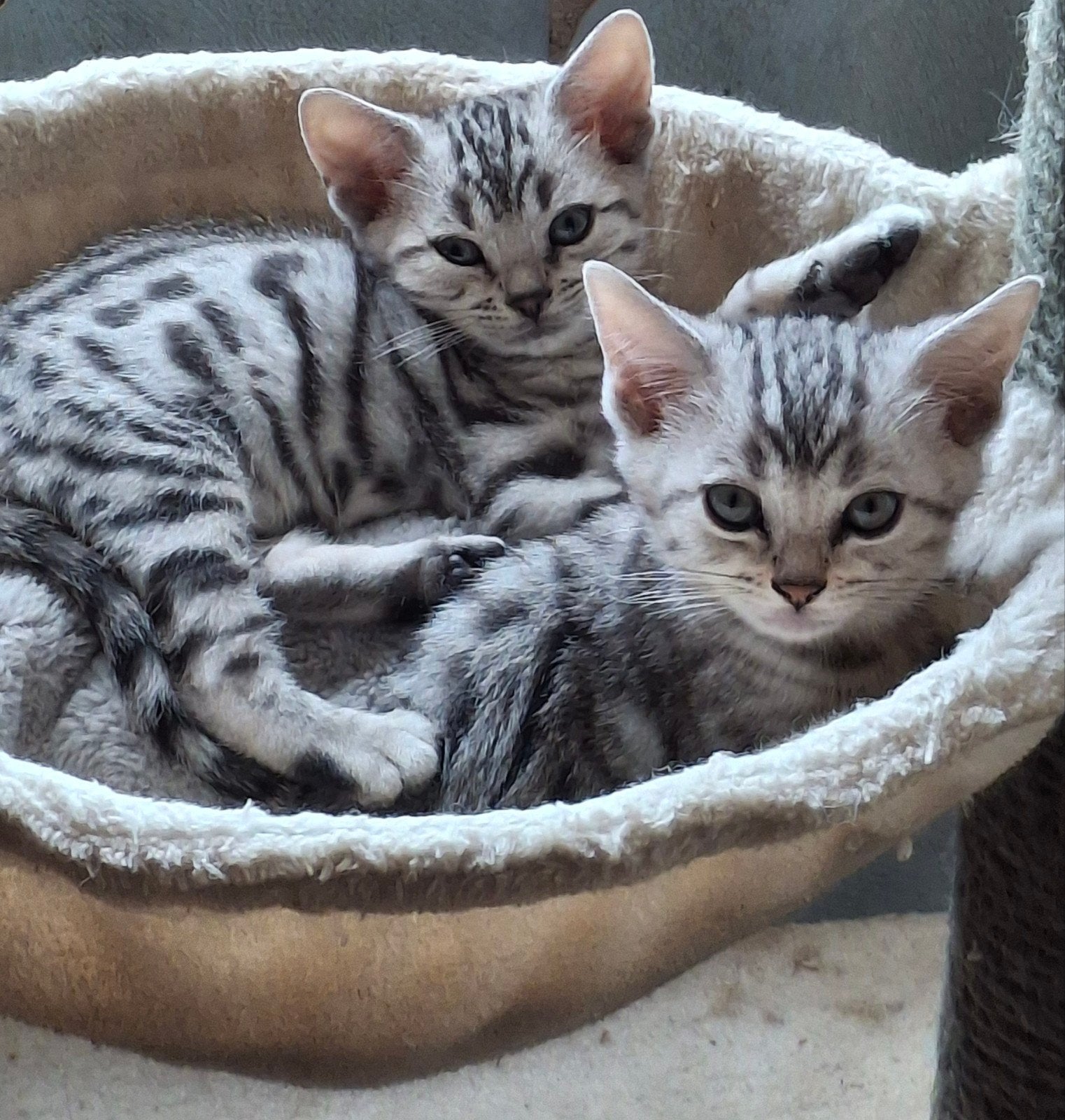 Britse korthaar X, Plusieurs animaux, Avec puce électronique, 0 à 2 ans