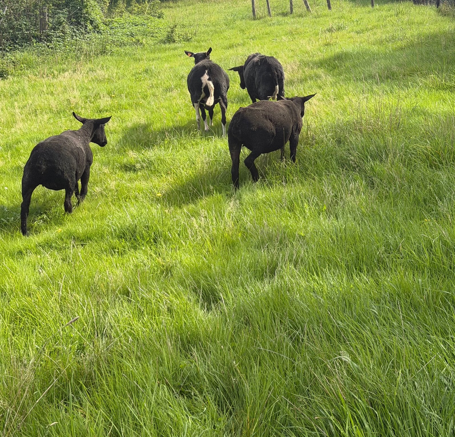 Schapen te koop, Dieren en Toebehoren, Vrouwelijk, Schaap
