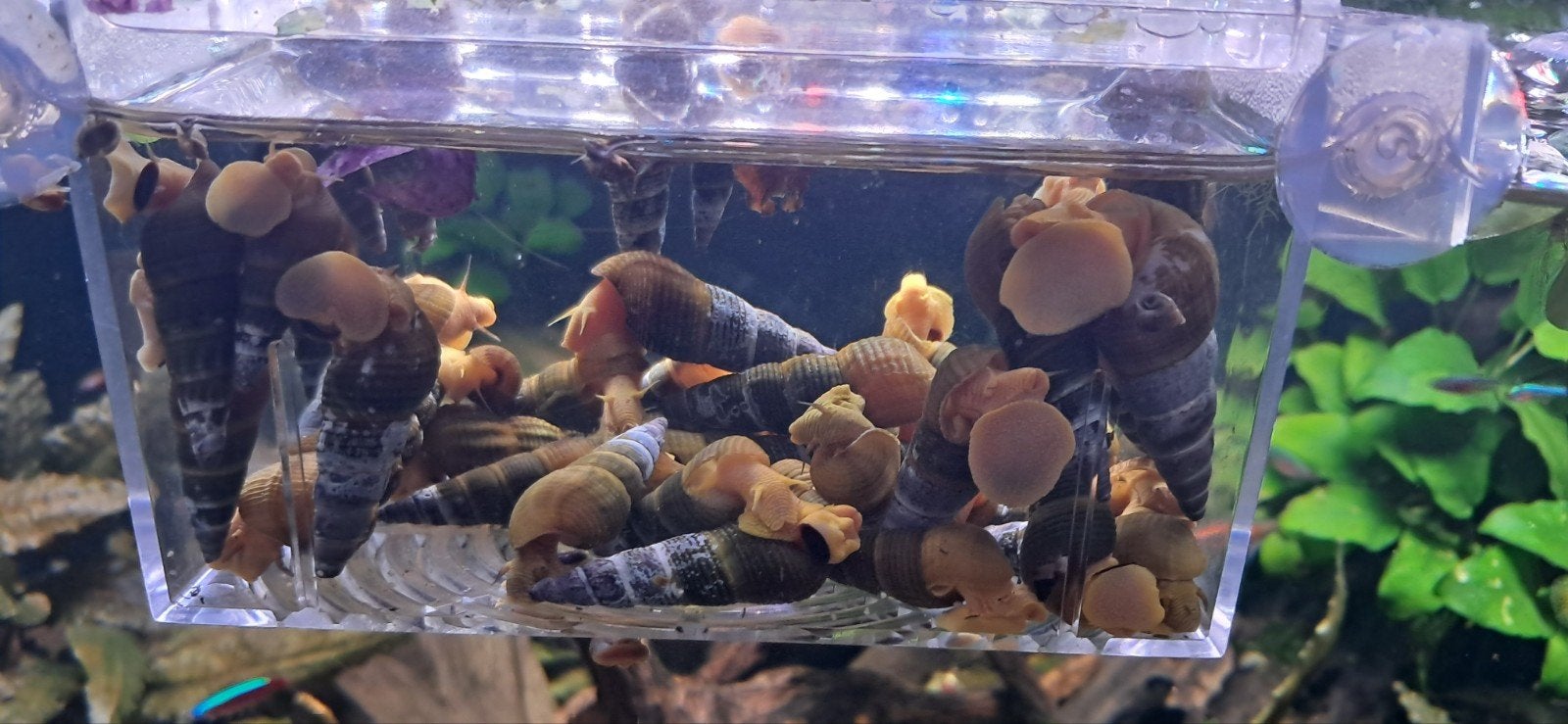 Golden rabbit snail - Tylomelania - aquariumslak - appelslak, Slak of Weekdier, Zoetwatervis