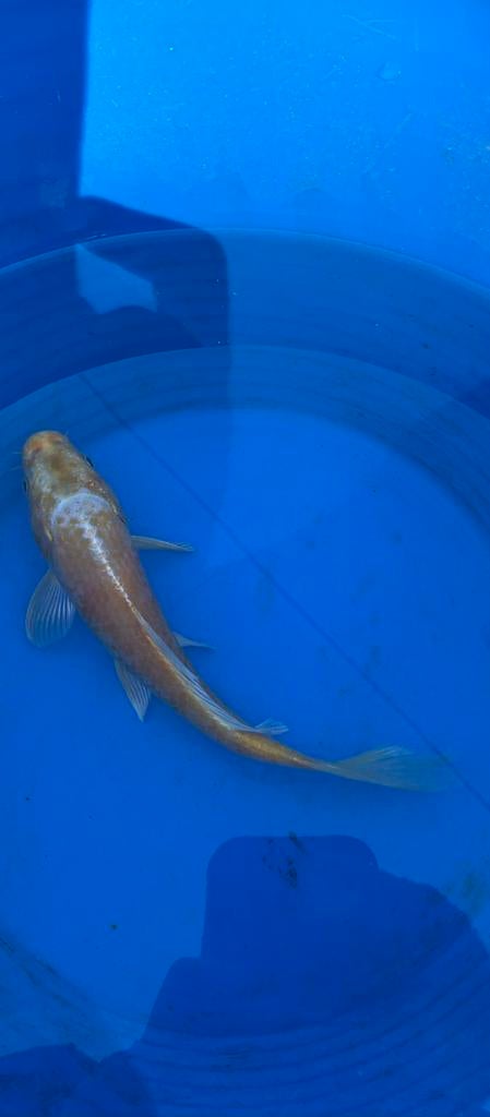 Koi, Karper of Koi