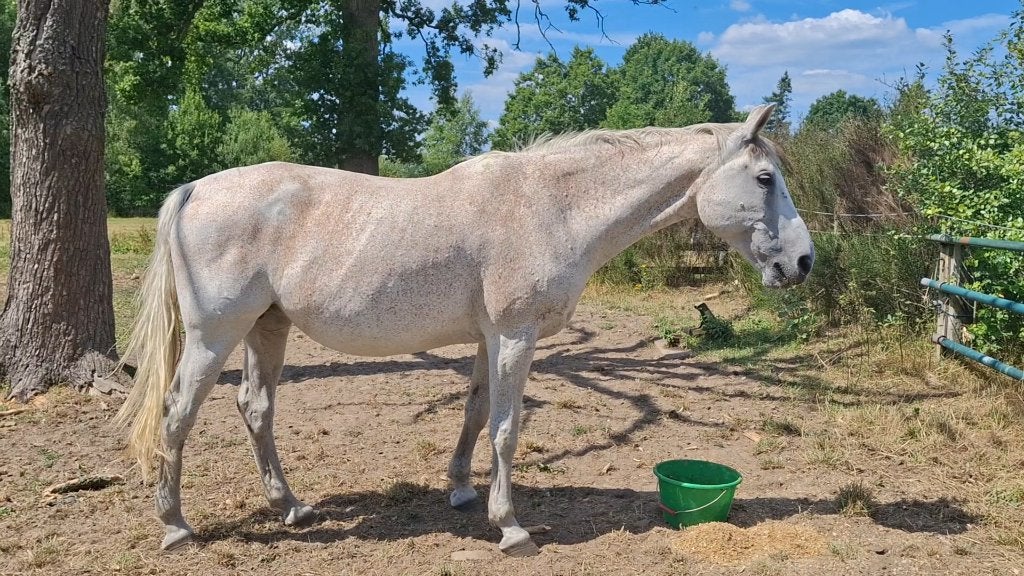 Merrie, Dieren en Toebehoren, Merrie, Met stamboom, Niet van toepassing, 160 tot 165 cm