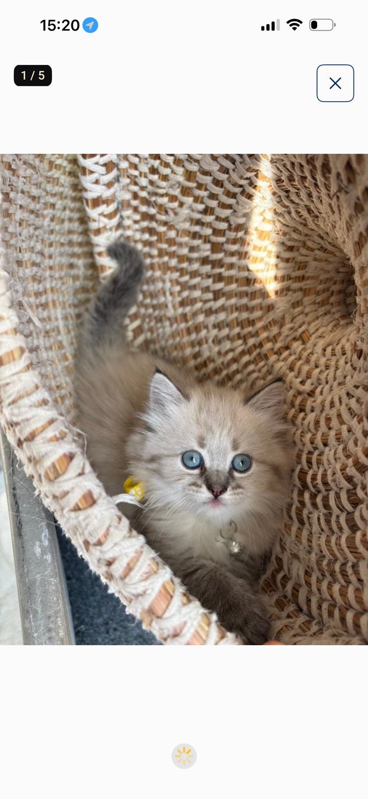 Chatons Ragdoll femelle, Chatte ou Chat, Vermifugé, 0 à 2 ans