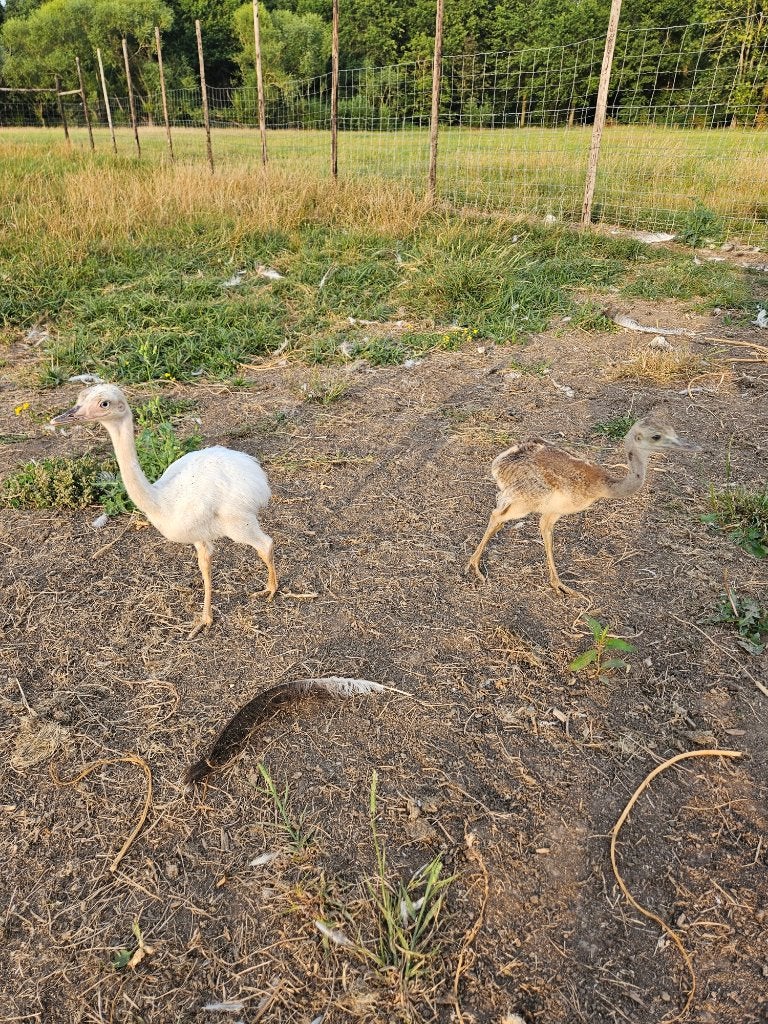 Poussins Nandoe, Sexe inconnu, Autres espèces