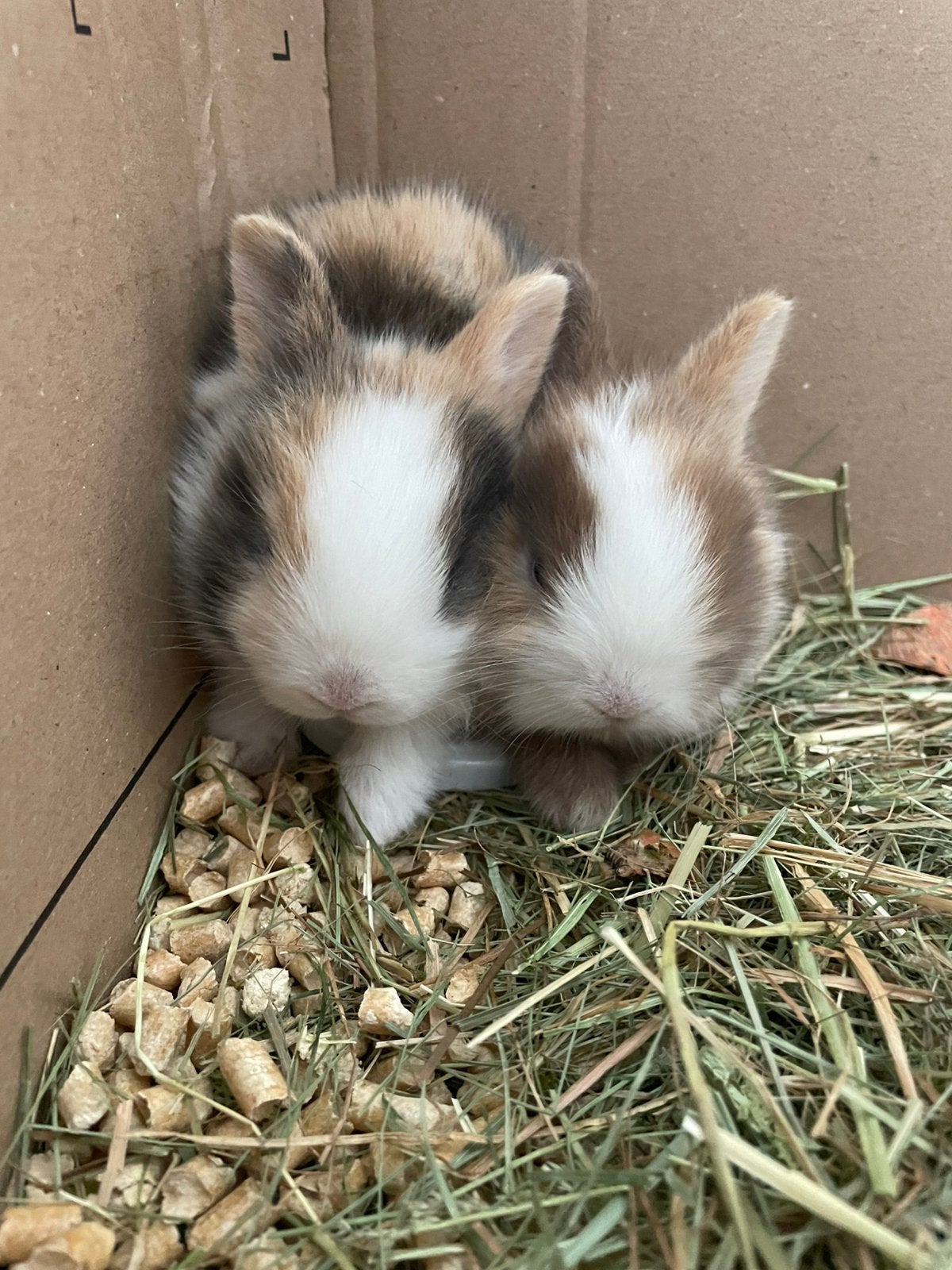 Lapin nain aux yeux bleus, Mâle, Nain, 0 à 2 ans