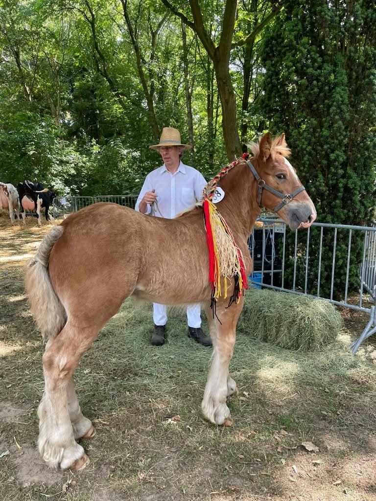 Ruiter, Menner, Stalhulp, Dierenliefhebber, Dieren en Toebehoren, Meerdere dieren, Zadelmak, 170 tot 175 cm, Tuigpaard