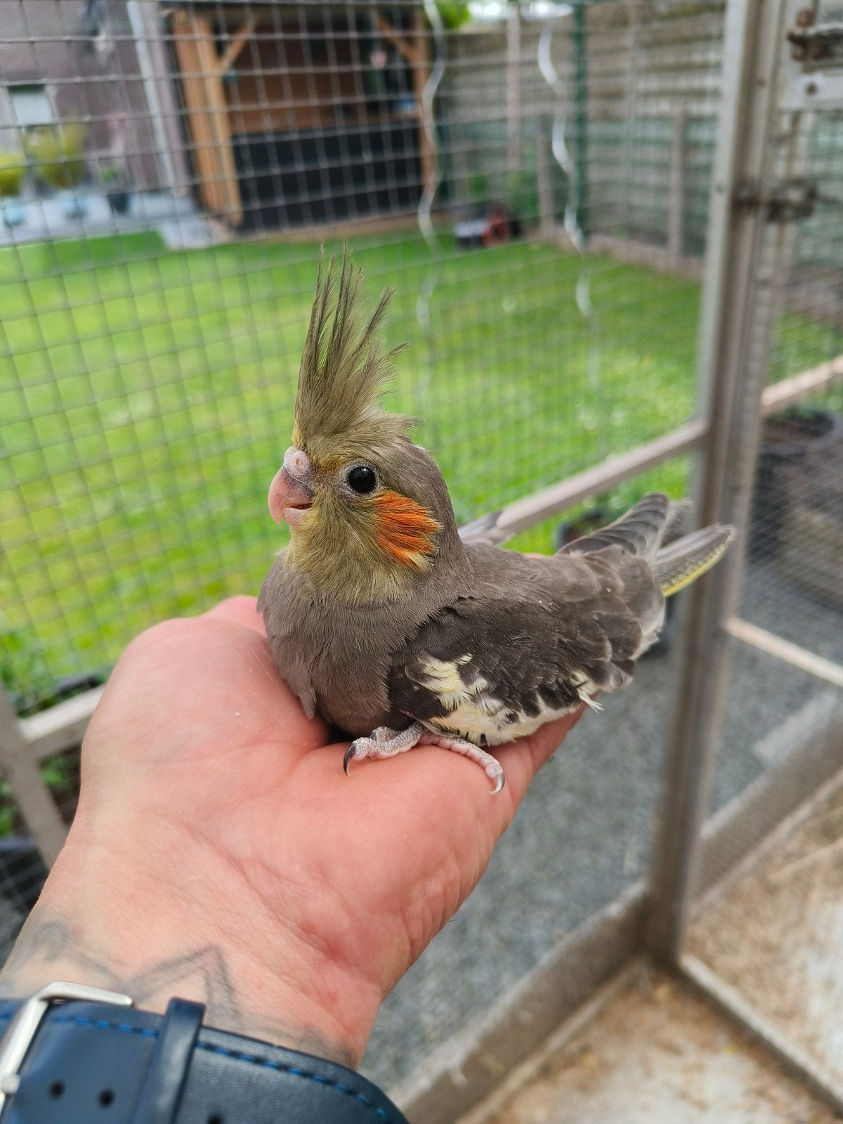 Handtamme valkparkiet, Dieren en Toebehoren, Geringd