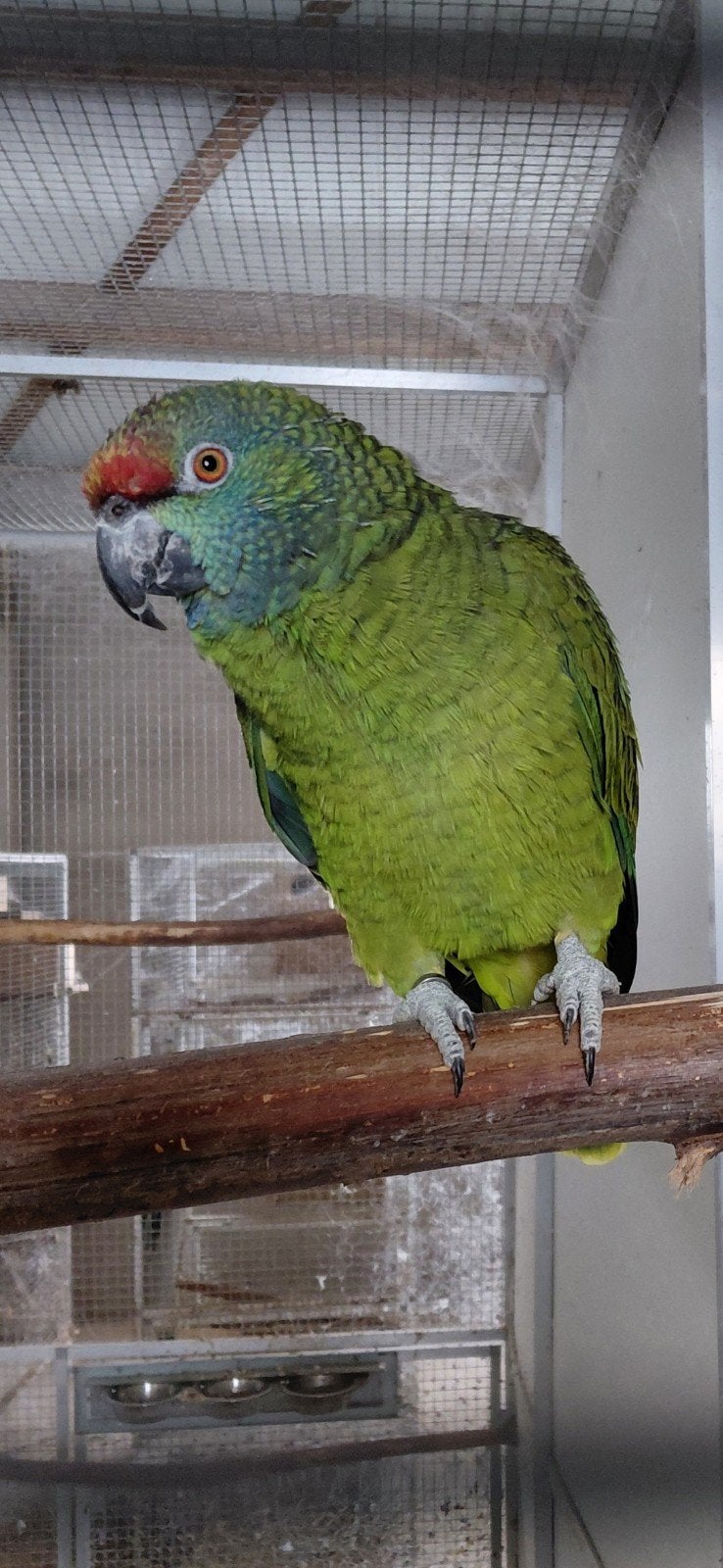 Festiva bodini man, Dieren en Toebehoren, Vogels | Parkieten en Papegaaien