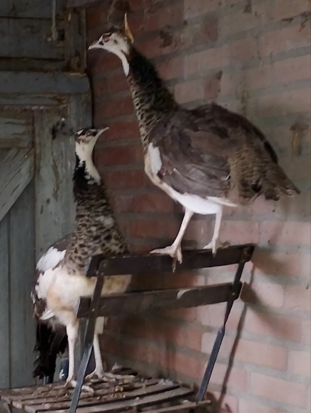 Pauwen bonte pauw hen pauwhaan 2025, Dieren en Toebehoren, Pluimvee