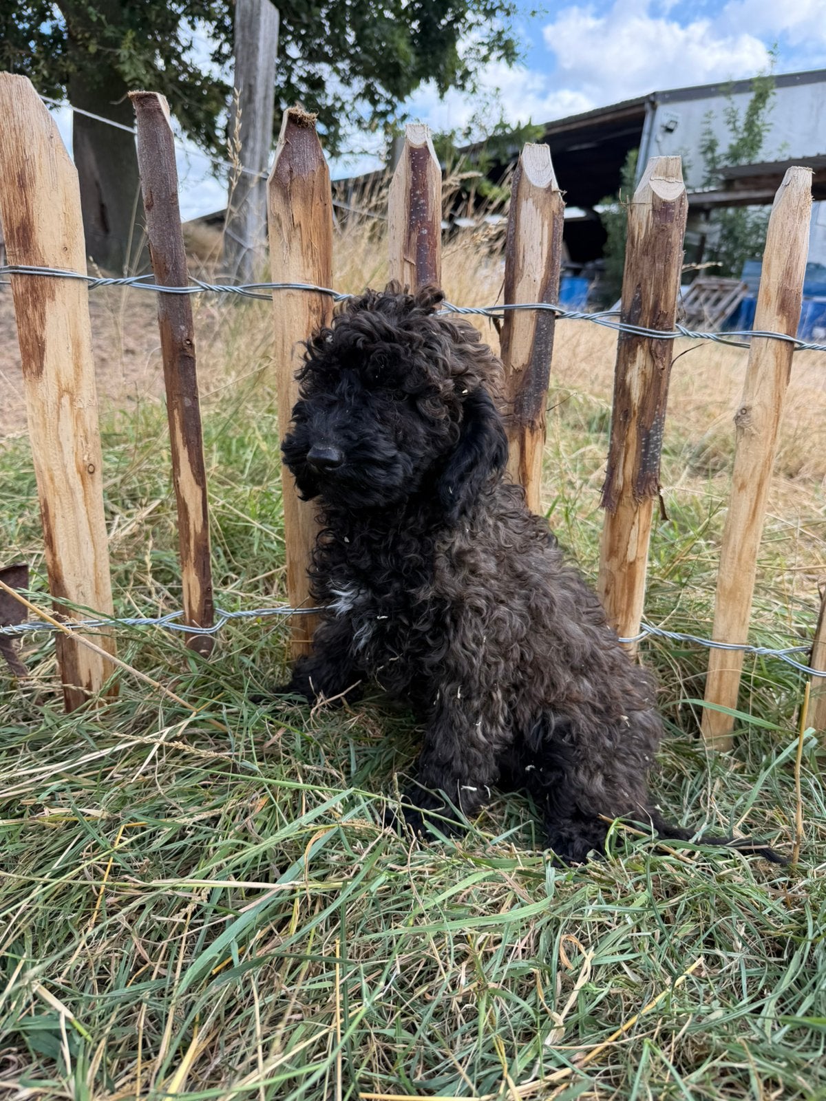 Mooie zwarte mini labradoodle pups!, Dieren en Toebehoren, Honden | Retrievers, Spaniëls en Waterhonden, België, CDV (hondenziekte)