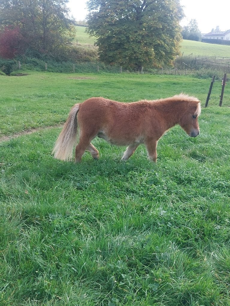 Leuke kleine maat shetlander., Animaux & Accessoires, Avec pedigree, Poney de récréation, Poney A (jusqu'à 1.17 m), Étalon