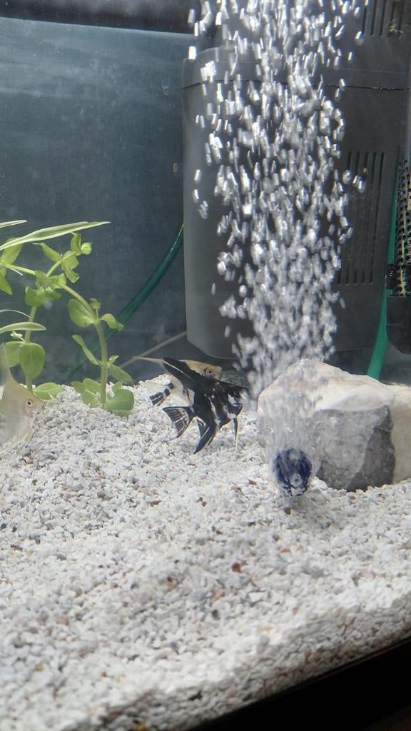 5 Maanvissen. 11€ stuk 6cm 3 maanden oud, Animaux & Accessoires, Poissons | Aquariums & Accessoires, Enlèvement