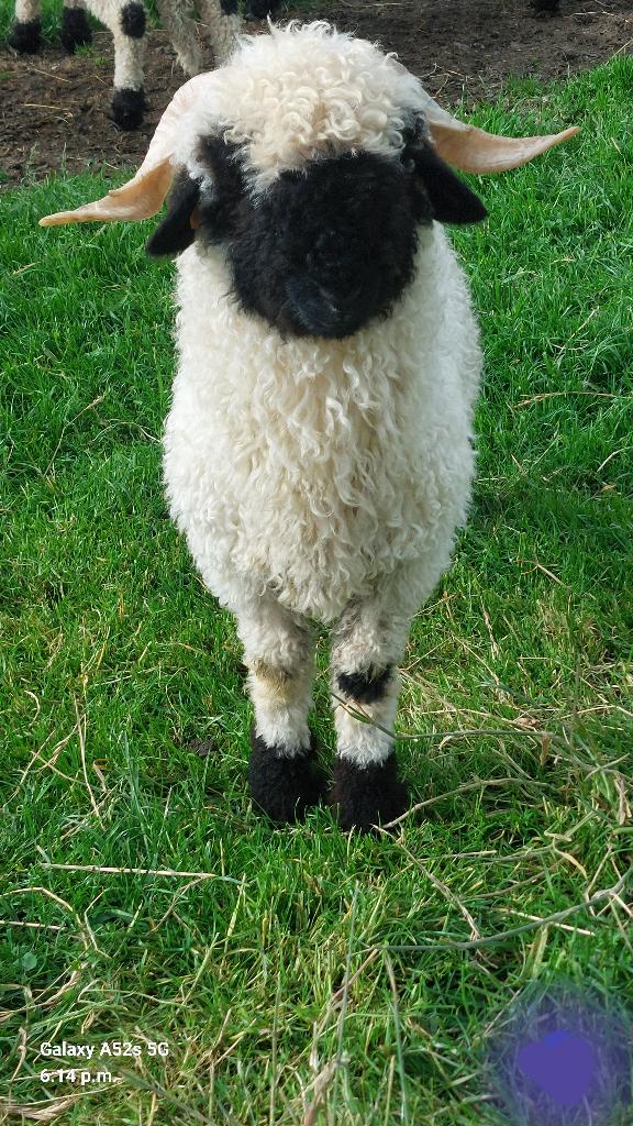 Walliser Schwarznase rammen, Dieren en Toebehoren, Mannelijk, Schaap, 0 tot 2 jaar