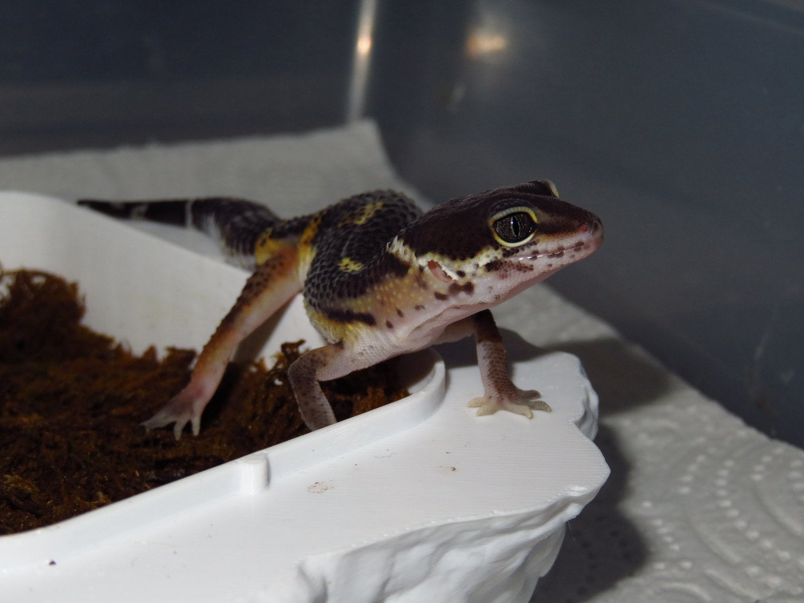 Gecko léopard noir de la nuit, Domestique