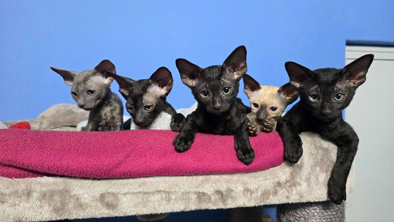 Prachtige Cornish Rex Kittens  (2 Gereserveerd), Plusieurs animaux, Vermifugé, 0 à 2 ans