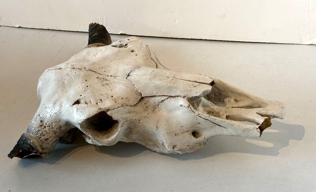 Imitatie dieren schedel in epoxi, Ophalen, Gebruikt, Boerderijdier, Schedel