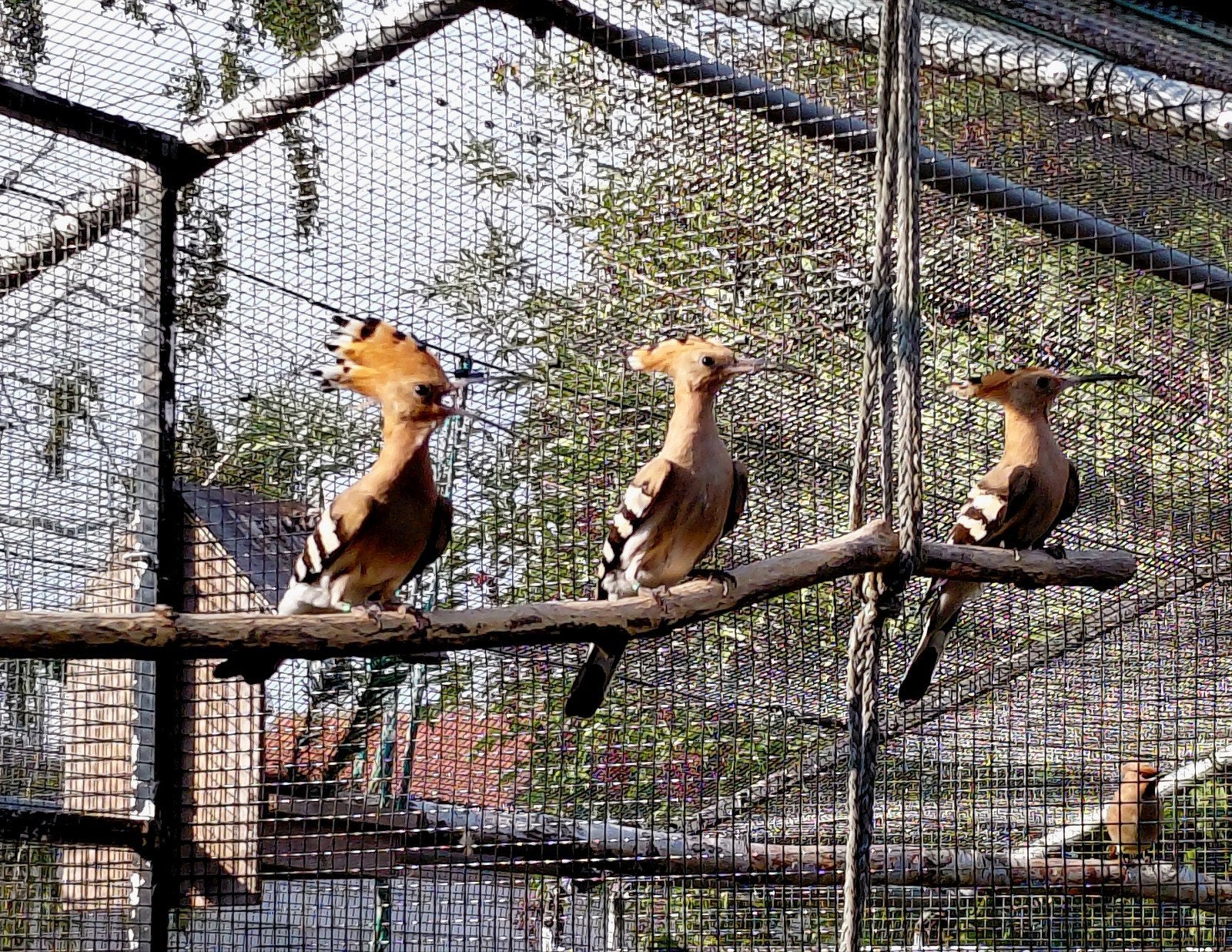 Hop Upupa Epops, Dieren en Toebehoren