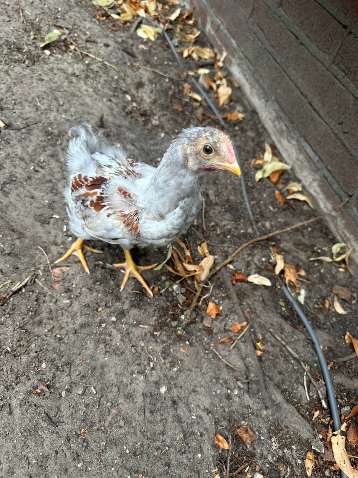Barnevelder haantjes 2 stuks, Dieren en Toebehoren, Pluimvee