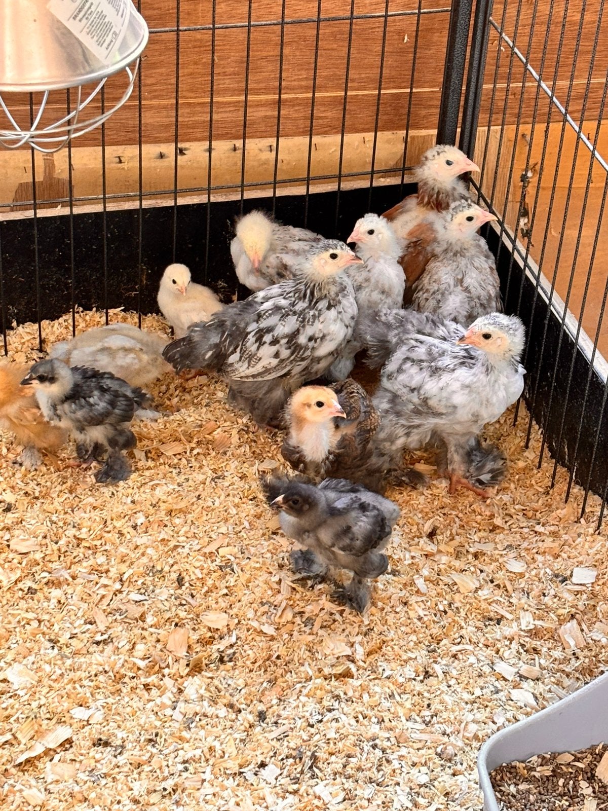 brahma groothoenders kuikens/kippen