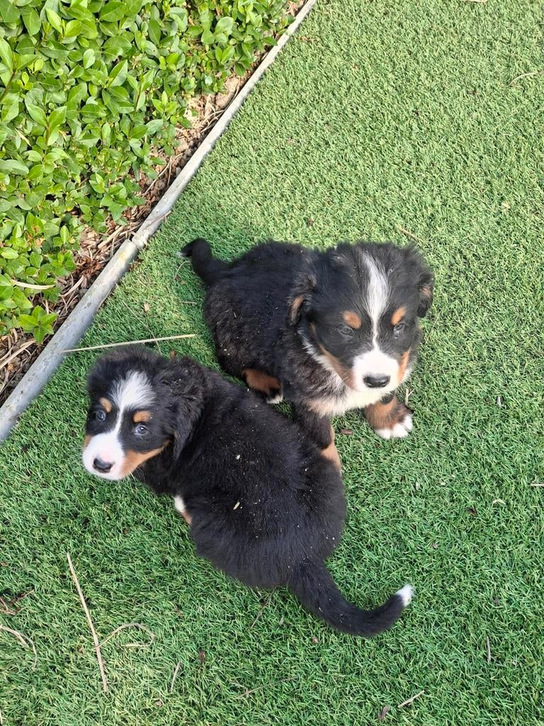 Berner sennen pups, Parvo, België, Fokker | Hobbymatig, Meerdere