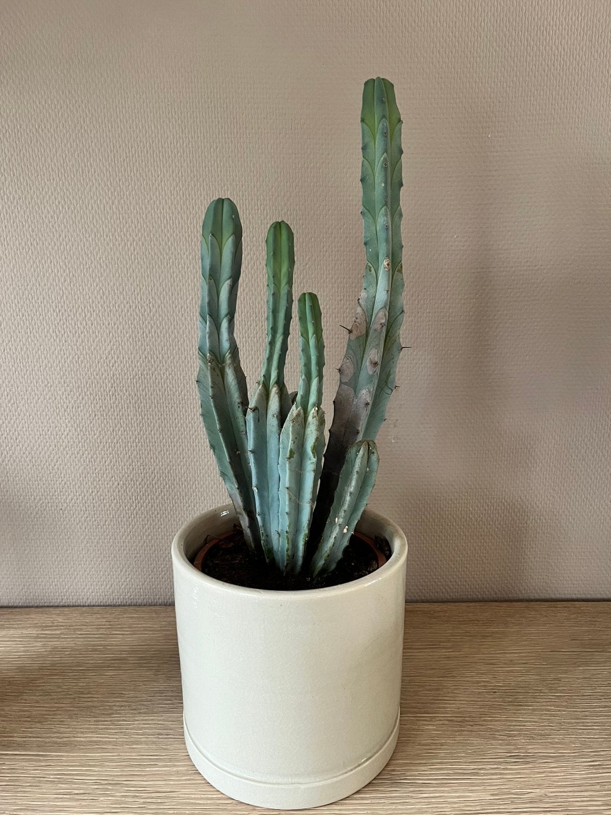 Cactus, Maison & Meubles, Enlèvement, Cactus