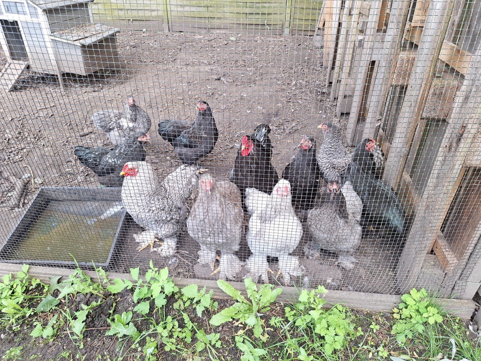 Brahma kriel haantjes