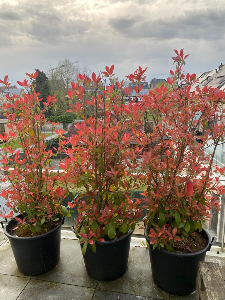 Photinia Red Robin, Ophalen, Haag