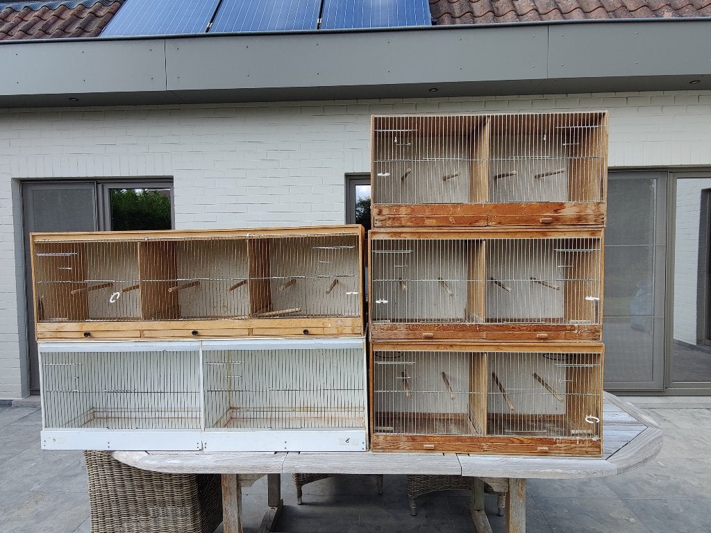 kweekkooien kanaries, Dieren en Toebehoren, Ophalen