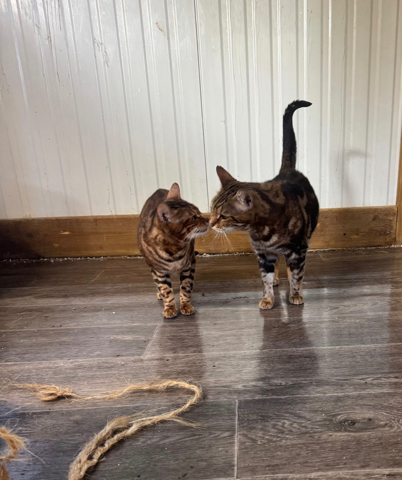 Katten, Meerdere dieren, Met stamboom, 3 tot 5 jaar