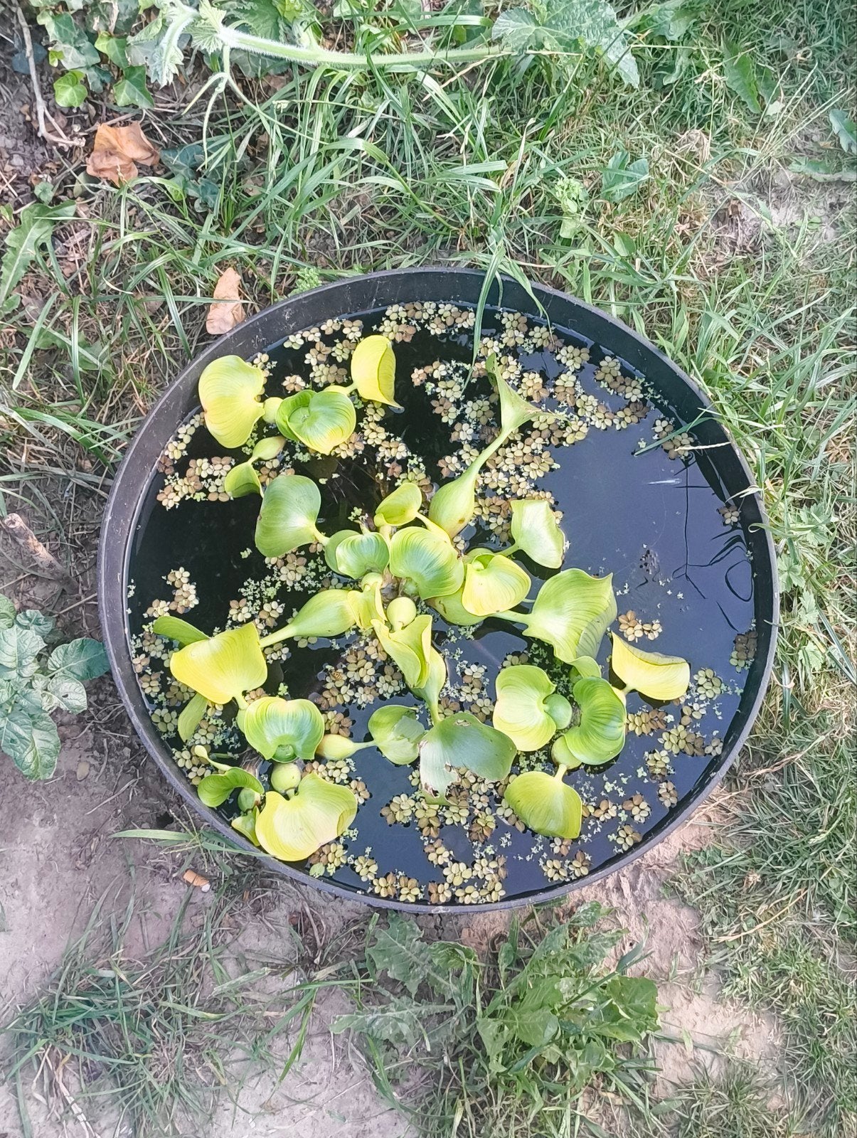 salvinia nathan 3€
