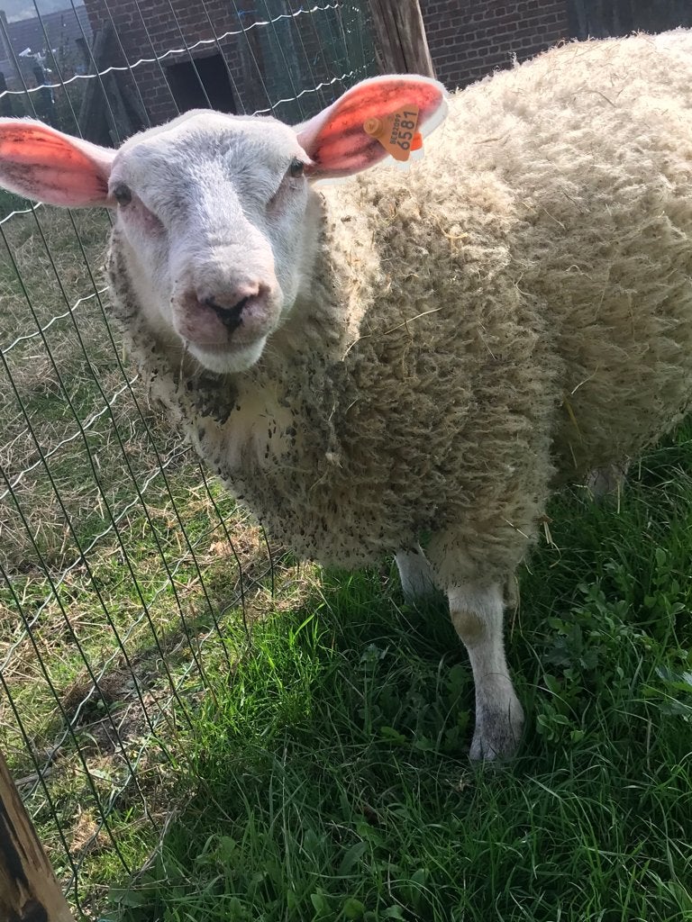 Schapen, Dieren en Toebehoren
