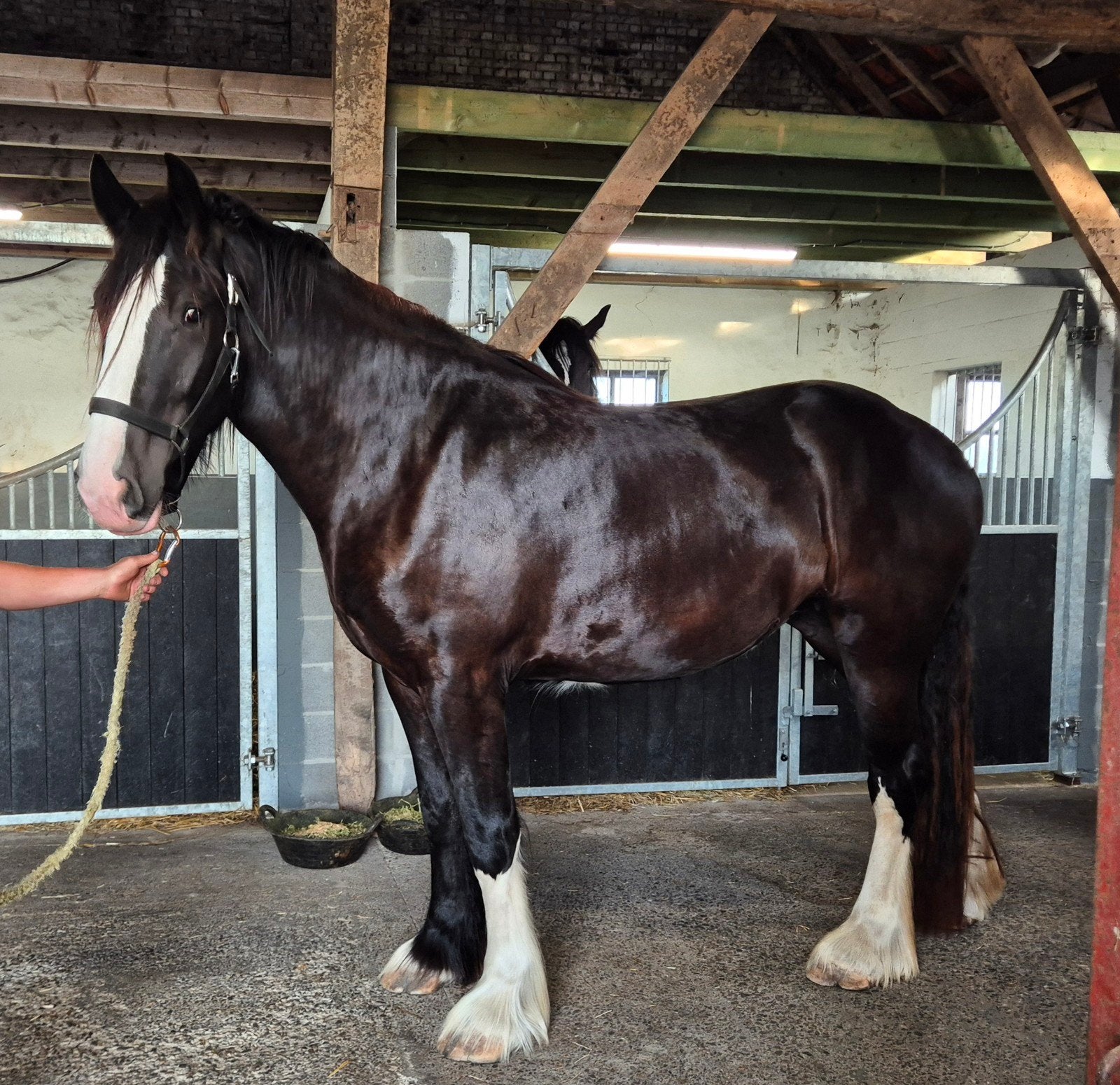 Prachtige 3 jarige Shire merrie, Animaux & Accessoires, Jument, 175 cm ou plus, 3 à 6 ans