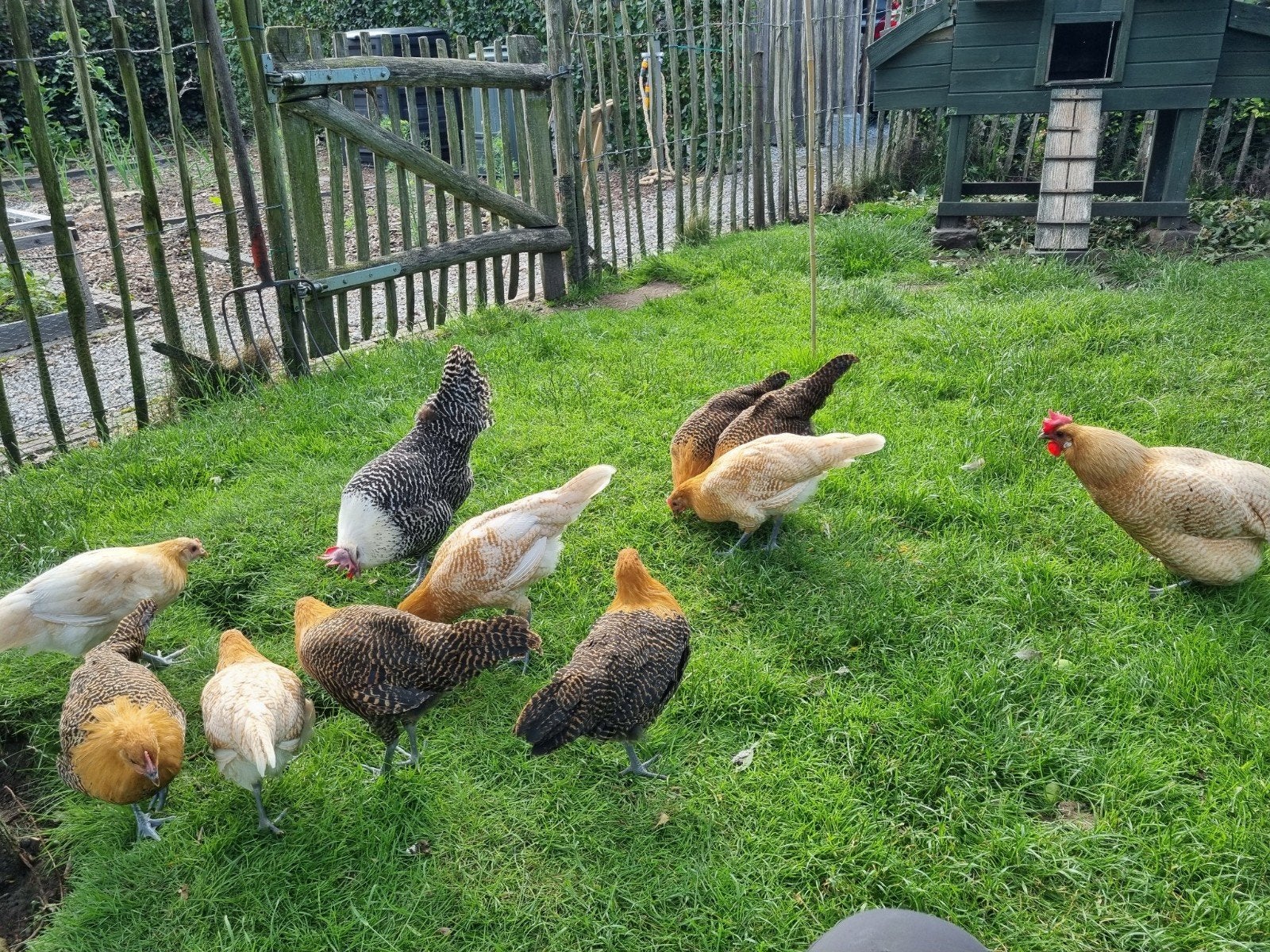 Volaille Brakel Duo, Plusieurs animaux, Poule ou poulet