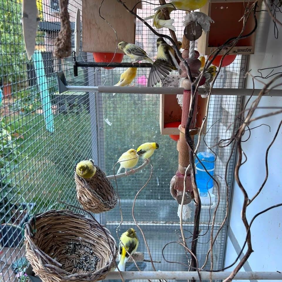 Voleire met toebehoren en 10 kanaries, Animaux & Accessoires, Plusieurs animaux