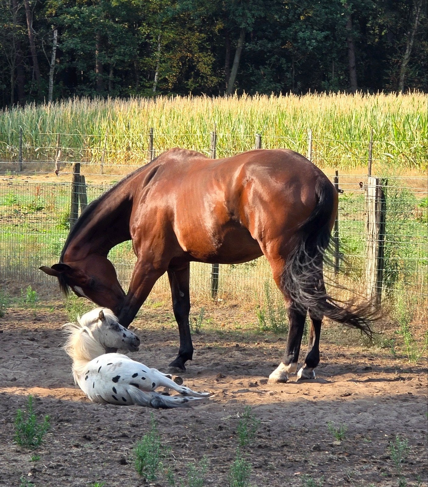 gezocht: paardenliefhebber Wechelderzande/Lille - halve stal, Dieren en Toebehoren, Springpaard