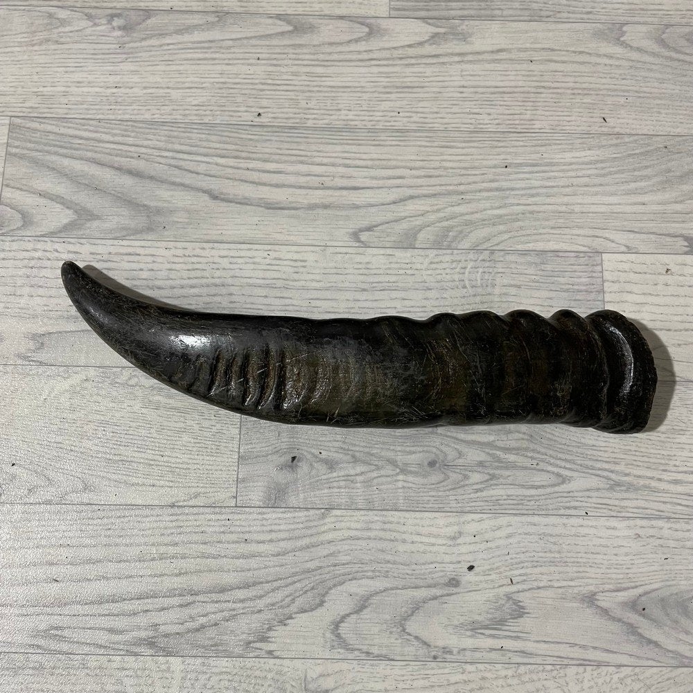 Waterbuffel hoorn los 45cm nr 333 | Lederstore, Collections, Enlèvement ou Envoi, Neuf, Animal de ferme, Bois ou Tête