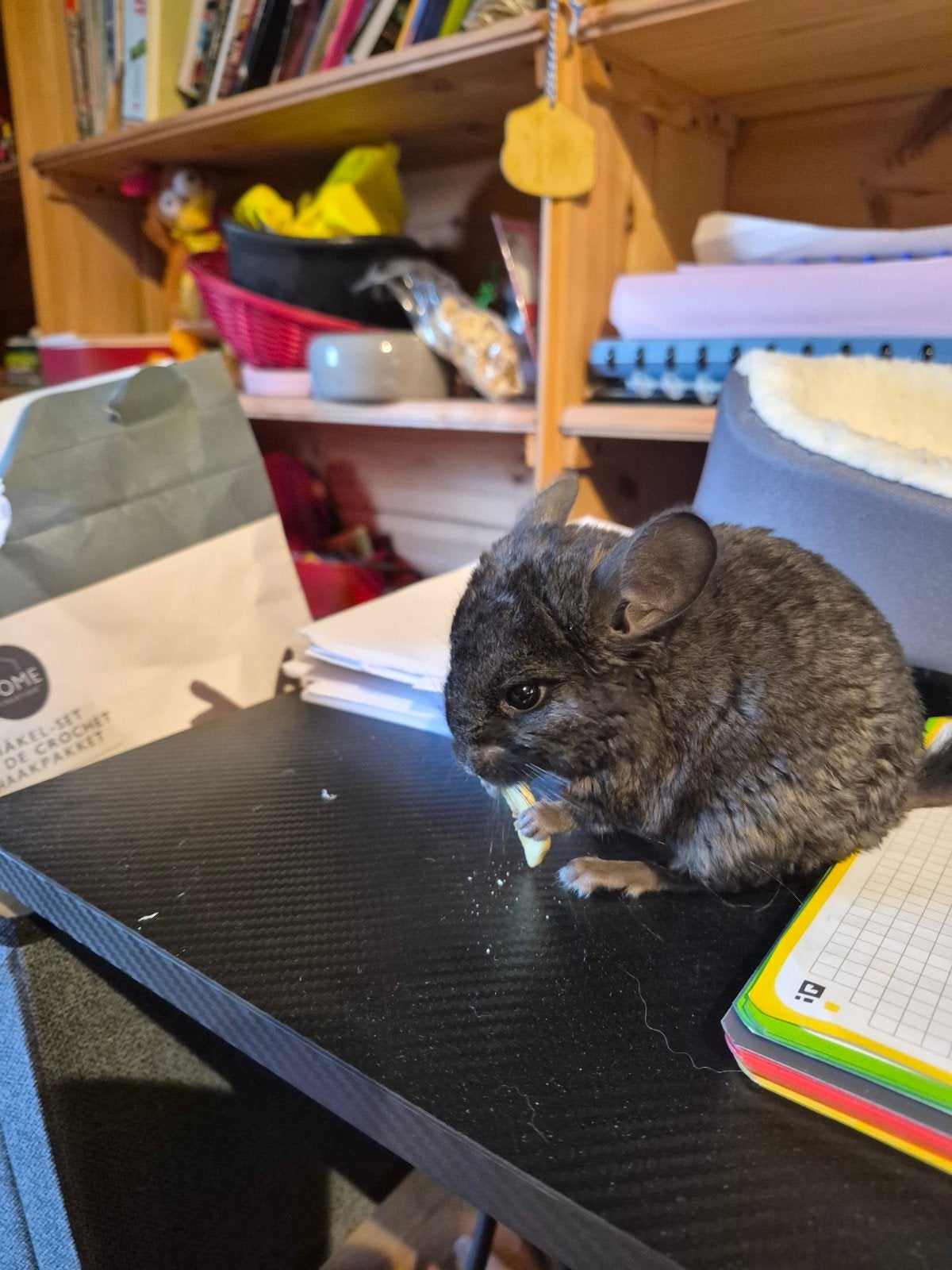 2 chinchilla's zoeken een gouden nestje, Oktober, Meerdere dieren, Chinchilla