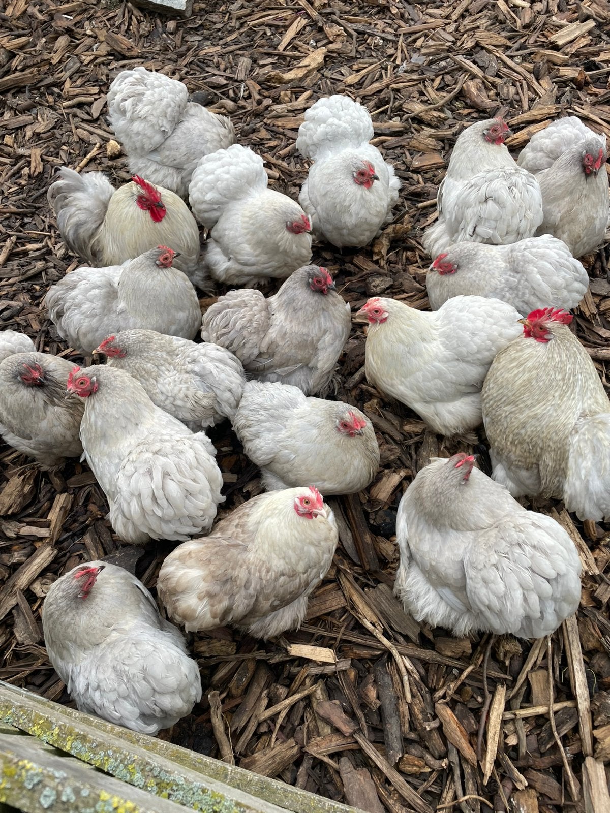 Cochin krielen, Dieren en Toebehoren, Pluimvee