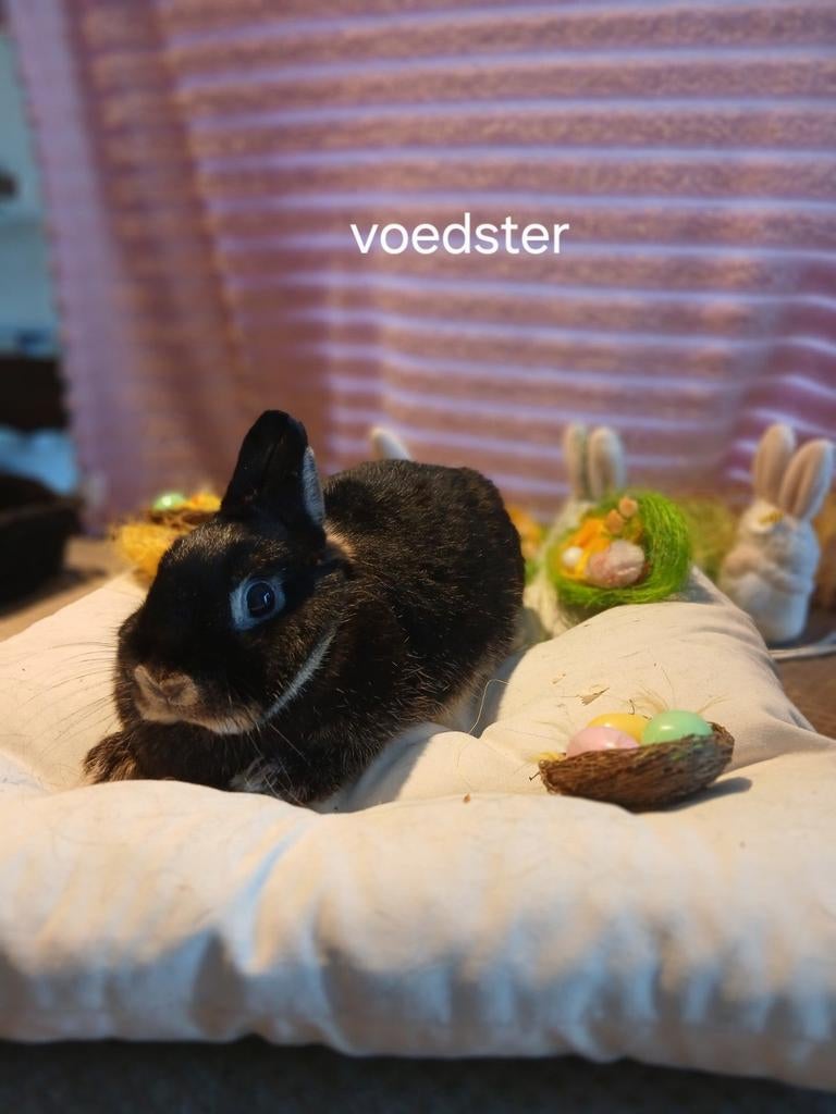 Konijnen, Dieren en Toebehoren, Konijnen, Meerdere dieren, Middelgroot, 0 tot 2 jaar