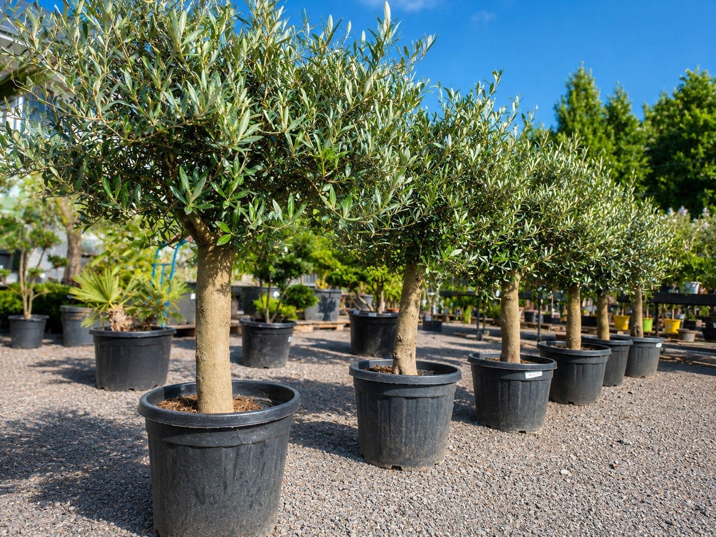 Terrasolijfboom Olea Europaea - Nieuwe aanvoer, Ophalen